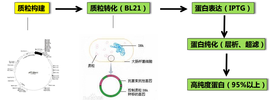 蛋白純化技術(shù)