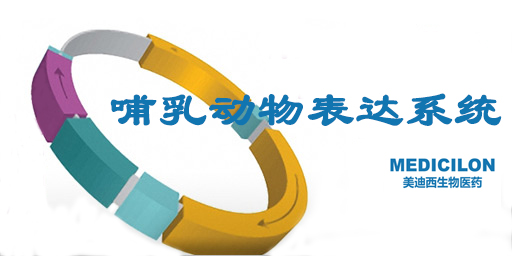 哺乳動物表達(dá)系統(tǒng)
