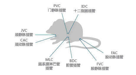 藥代動力學(xué)-小動物服務(wù)