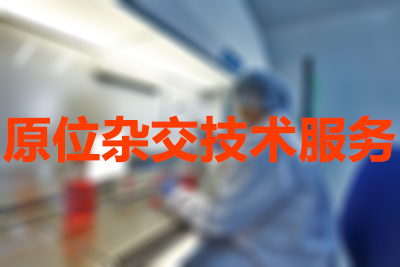 原位雜交技術(shù)服務(wù)