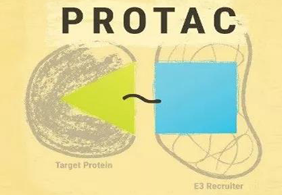 熱點前沿:PROTAC初露鋒芒，SD-36對抗腫瘤效果卓越
