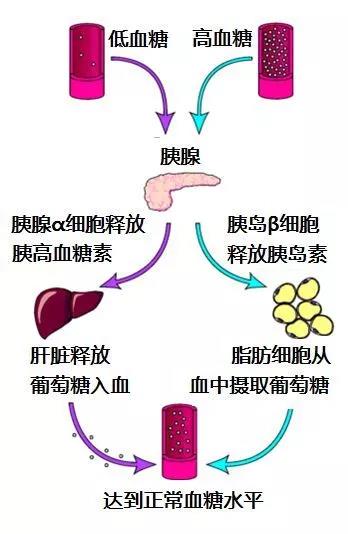 人體血糖穩(wěn)態(tài)平衡圖