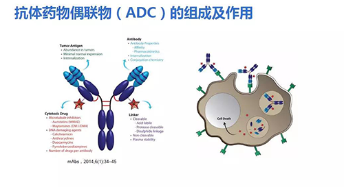 抗體藥物耦聯(lián)物(ADC)的組成及作用