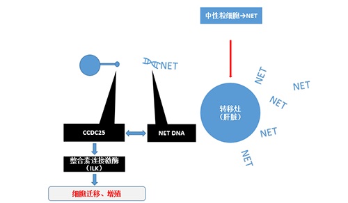 除了單純的捕獲，NET DNA與CCDC-25的結(jié)合還增強(qiáng)了癌細(xì)胞的侵襲行為，促進(jìn)了癌癥的肝轉(zhuǎn)移。