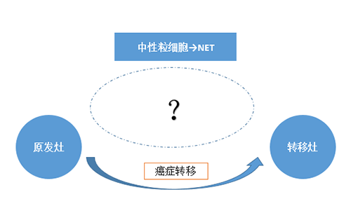 NET可能會通過某些方式“捕獲”或“喚醒”癌細(xì)胞，從而造成癌細(xì)胞的遷移。