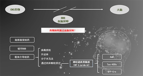 人工合成NT類脂質(zhì)開放血腦屏障，為CNS藥物打開新局面