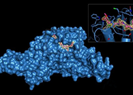 Science重磅！一種“分子剪刀”如何成為COVID-19藥物的重要靶標？