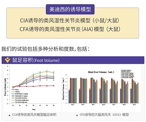 美迪西誘導的類風濕性關節(jié)炎模型