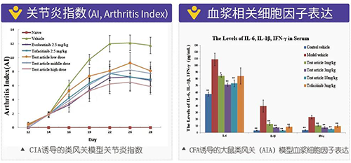 類風濕關節(jié)炎鼠足體積