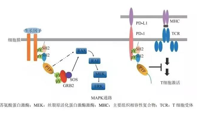 晚期惡性腫瘤患者的福音，SHP2變構(gòu)抑制劑RG001片獲批臨床.png