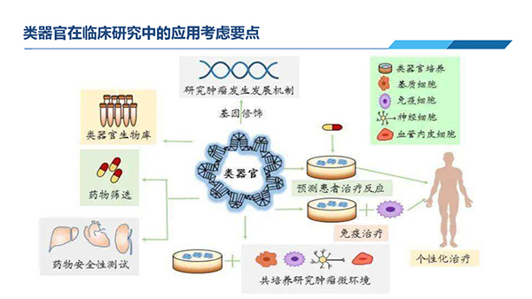 類器官在臨床研究中應(yīng)用考慮要點(diǎn).jpg