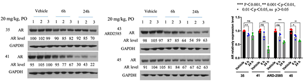 AR-降解劑對(duì)-VCaP-腫瘤中-AR-蛋白的藥效學(xué)-(PD)作用.png AR-降解劑對(duì)-VCaP-腫瘤中-AR-蛋白的藥效學(xué)-(PD)作用.png