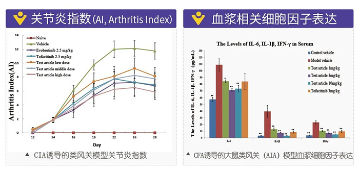 美迪西誘導(dǎo)的類(lèi)風(fēng)濕性關(guān)節(jié)炎模型-2.png