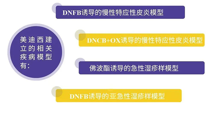 美迪西建立的特應(yīng)性皮炎模型.png