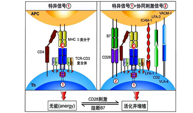 國內(nèi)首個CD19×CD3×CD28三特異性抗體獲FDA默示許可.jpg