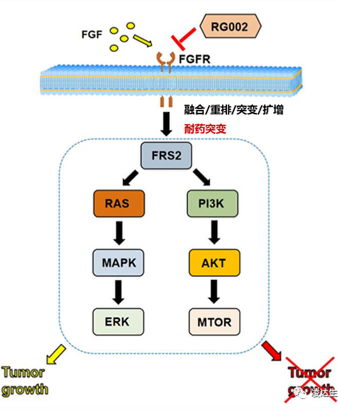 凌達(dá)生物泛FGFR1-4-不可逆抑制劑RG002片獲批臨床.jpg