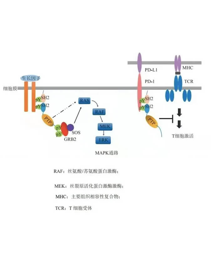 美迪西助力凌達(dá)生物SHP2變構(gòu)抑制劑RG001片獲批臨床.jpg