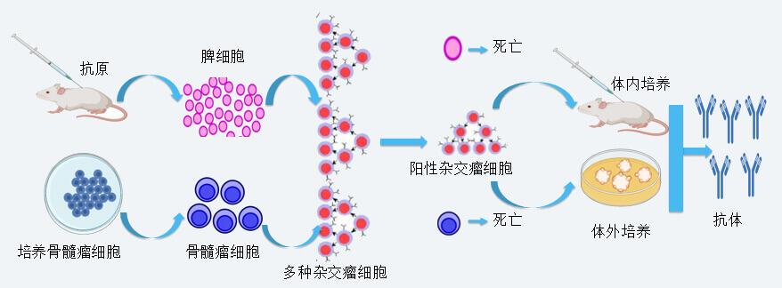 美迪西抗體開發(fā)技術(shù)