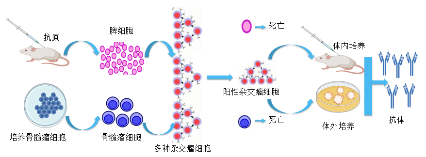 美迪西抗體開發(fā)平臺.png
