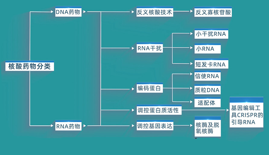 核酸藥物的分類有哪些？