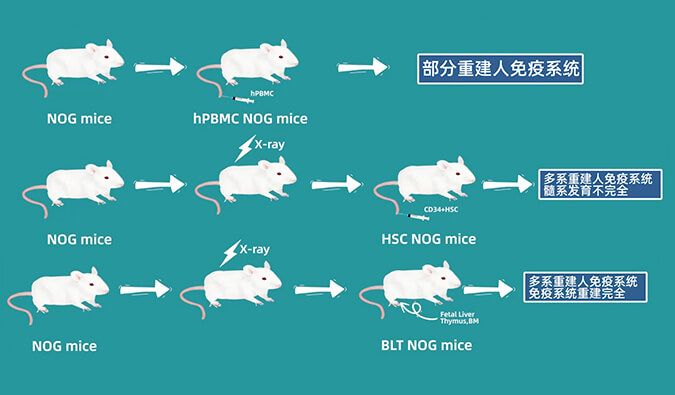 評(píng)價(jià)腫瘤藥物的動(dòng)物藥效模型，你選對(duì)了嗎.jpg