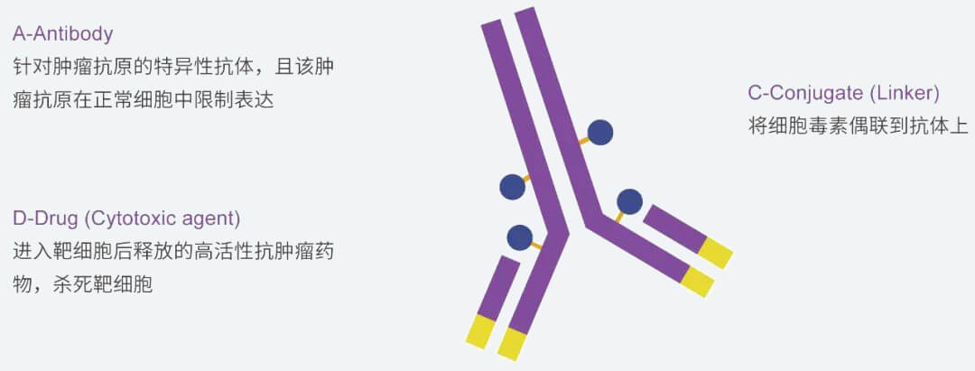 美迪西抗體藥物偶聯(lián)物（ADC）研發(fā)服務(wù)平臺(tái).jpg