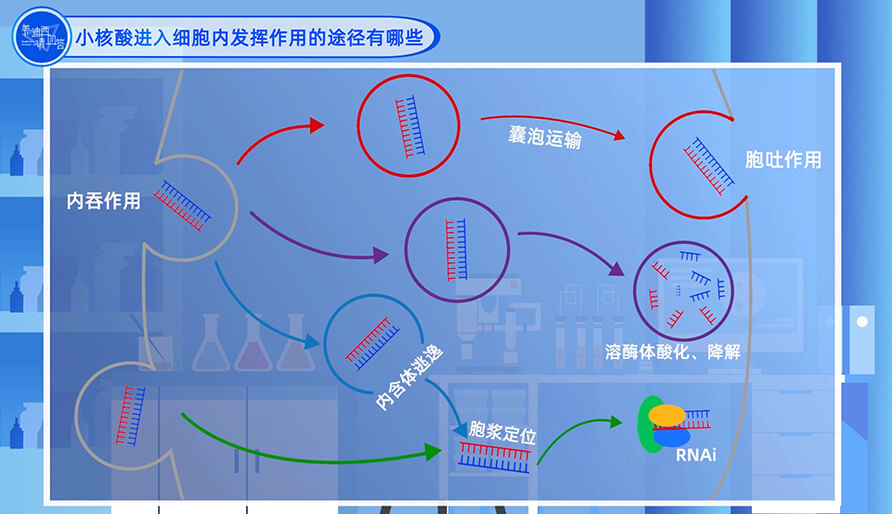 小核酸進(jìn)入細(xì)胞內(nèi)發(fā)揮作用的途徑有哪些？
