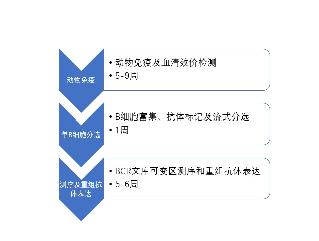 單B細(xì)胞抗體制備流程.png