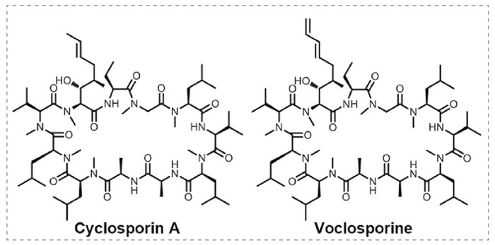 4-Cyclophilin-A-和Voclosporine分子膠的結(jié)構(gòu).jpg