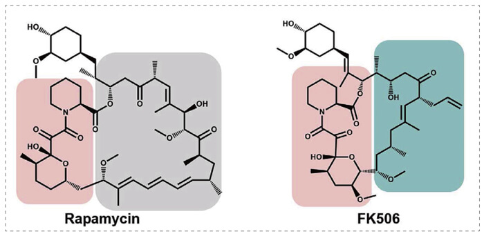 5-雷帕霉素、FK506-誘導(dǎo)的-FKBP-蛋白質(zhì)相互作用.jpg