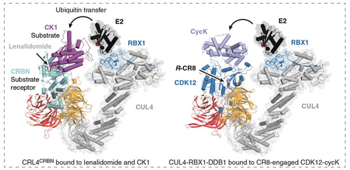7-RBX1--CUL4-DDB1-(CRL4)-與R-CR8-CDK12-cycK復(fù)合物相結(jié)合.jpg