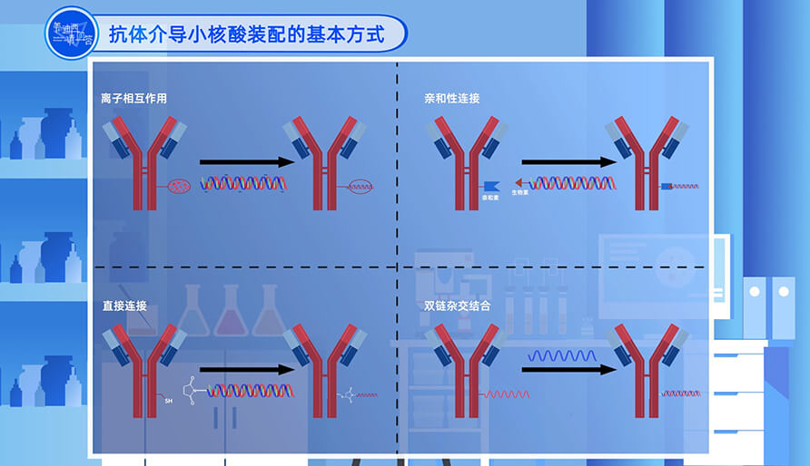 抗體介導(dǎo)小核酸裝配的基本方式