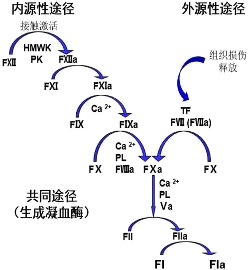 圖1--凝血通路機(jī)制圖.png