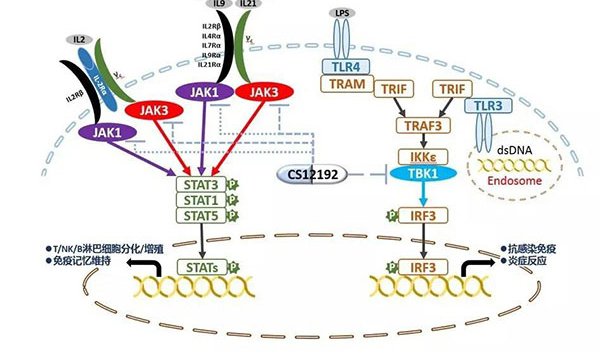 自身免疫疾病或迎新療法！美迪西助力微芯生物CS12192獲批FDA.jpg