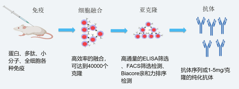 美迪西雜交瘤技術(shù)平臺開發(fā)流程