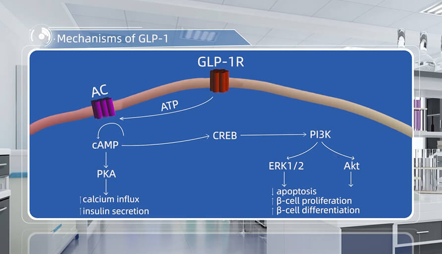 GLP-1 作用機(jī)制