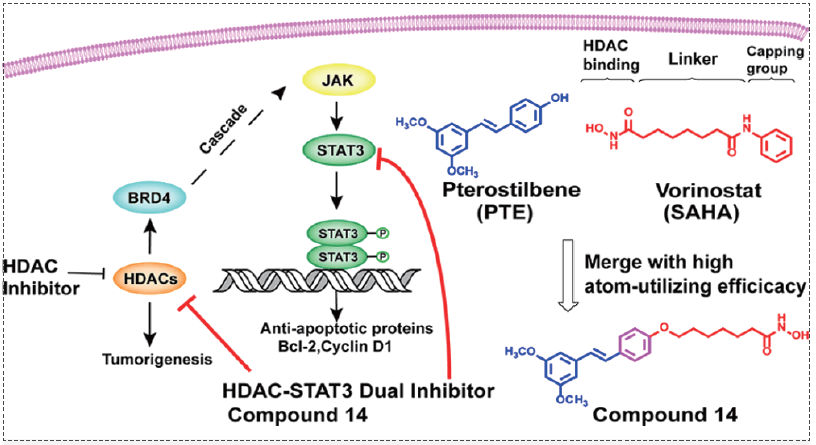 HDAC-BRD4-LIFR-JAK-STAT3信號級聯(lián)反應(yīng).png