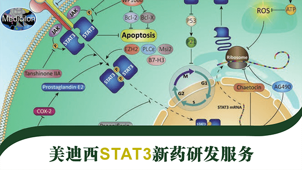 STAT3藥物靶點(diǎn)研發(fā)服務(wù).png STAT3藥物靶點(diǎn)研發(fā)服務(wù).png