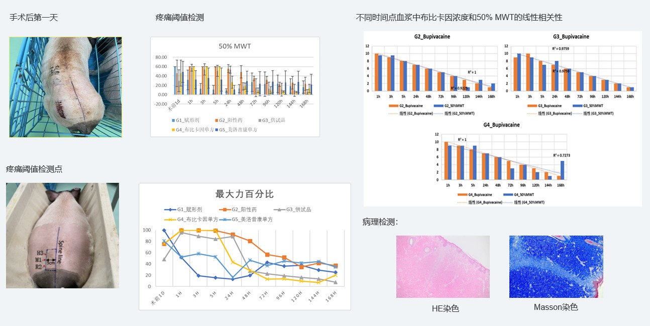 案例1：復方制劑對巴馬小型豬術(shù)后急性疼痛模型的鎮(zhèn)痛試驗.jpg