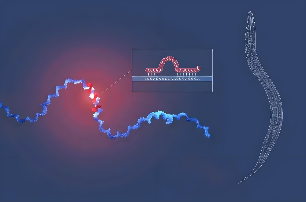 miRNA成諾貝爾獎明星分子，美迪西正全速賦能核酸藥物研發(fā)