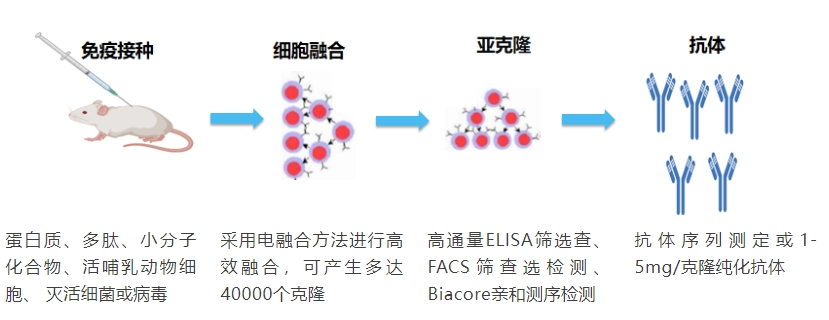 雜交瘤技術.png