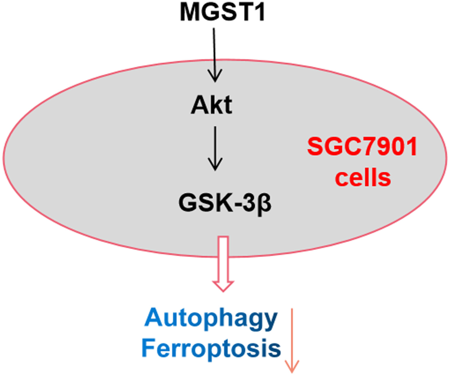 MGST1過(guò)表達(dá)通過(guò)激活A(yù)kt/GSK-3β信號(hào)通路誘導(dǎo)胃癌細(xì)胞增殖，本研究中MGST1過(guò)表達(dá)等體外實(shí)驗(yàn)通過(guò)美迪西進(jìn)行