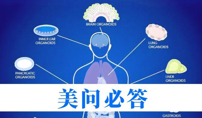解難題 | 類器官技術如何助力腫瘤藥理研究